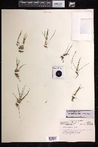 Isoëtes echinospora subsp. muricata image