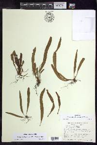 Oreogrammitis forbesiana image