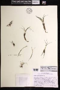Isoëtes echinospora image