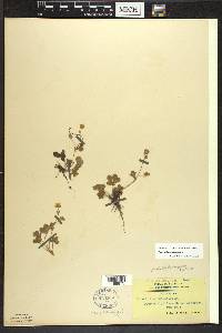 Potentilla canadensis image