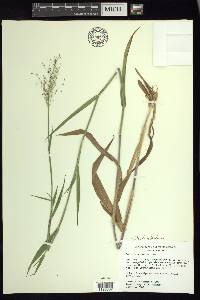 Dichanthelium scoparium image