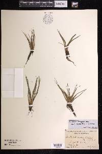 Isoëtes echinospora subsp. muricata image