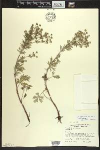 Potentilla argentea image