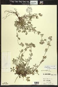 Potentilla argentea image