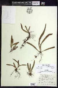 Oreogrammitis forbesiana image