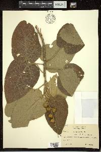 Croton coriaceus image
