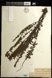 Asplenium macraei image
