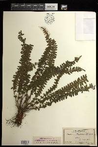 Asplenium macraei image