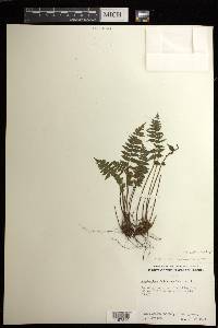 Asplenium neobrackenridgei image