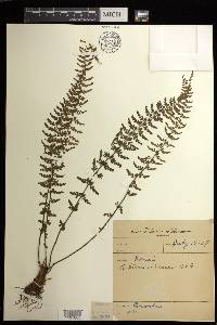 Asplenium macraei image