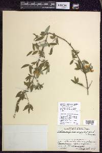 Philadelphus serpyllifolius image