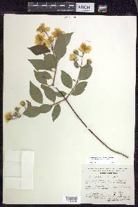 Philadelphus mexicanus image