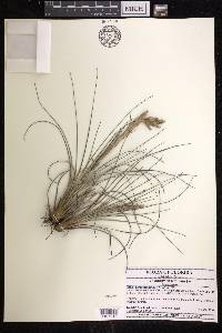 Tillandsia fasciculata image