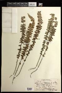 Asplenium macraei image