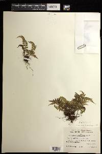 Asplenium neobrackenridgei image