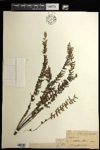 Asplenium macraei image