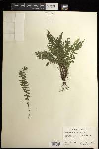 Asplenium macraei image