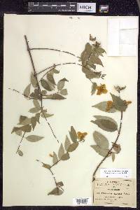 Philadelphus mexicanus image