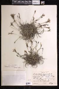 Tillandsia recurvata image