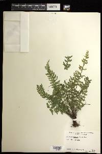 Asplenium macraei image