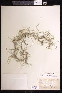 Tillandsia usneoides image