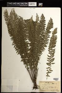 Asplenium macraei image