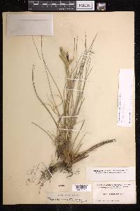 Tillandsia bartramii image