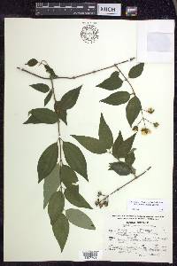 Philadelphus affinis image