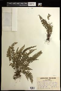Asplenium macraei image