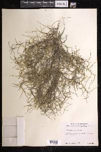 Tillandsia usneoides image