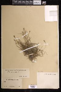 Tillandsia recurvata image