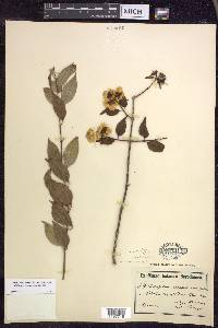 Philadelphus affinis image