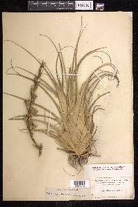 Tillandsia utriculata image