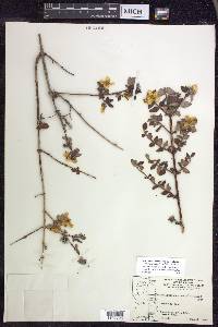 Philadelphus microphyllus var. madrensis image
