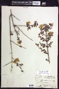 Philadelphus microphyllus image