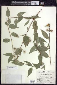 Philadelphus mexicanus image