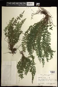 Asplenium macraei image