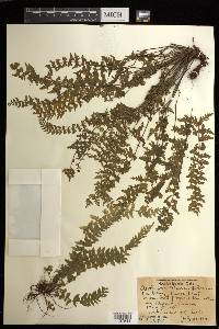 Asplenium macraei image
