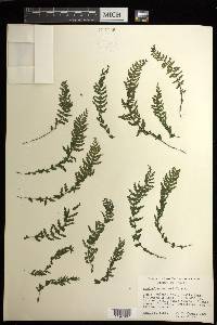 Asplenium macraei image