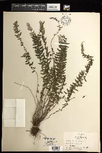 Asplenium macraei image
