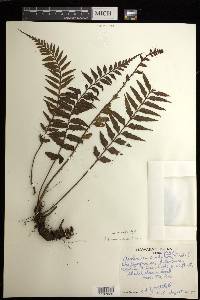 Asplenium neobrackenridgei image