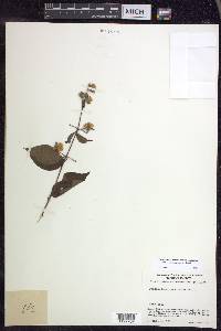 Philadelphus mexicanus image