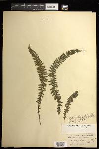 Asplenium macraei image