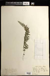 Asplenium macraei image