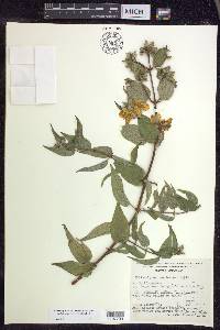 Philadelphus mexicanus image