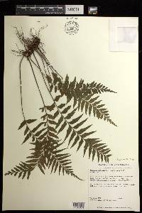 Asplenium neobrackenridgei image