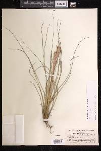 Tillandsia bartramii image