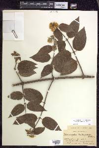 Philadelphus mexicanus image