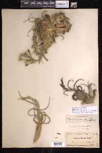 Tillandsia paucifolia image