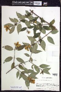 Philadelphus mexicanus image